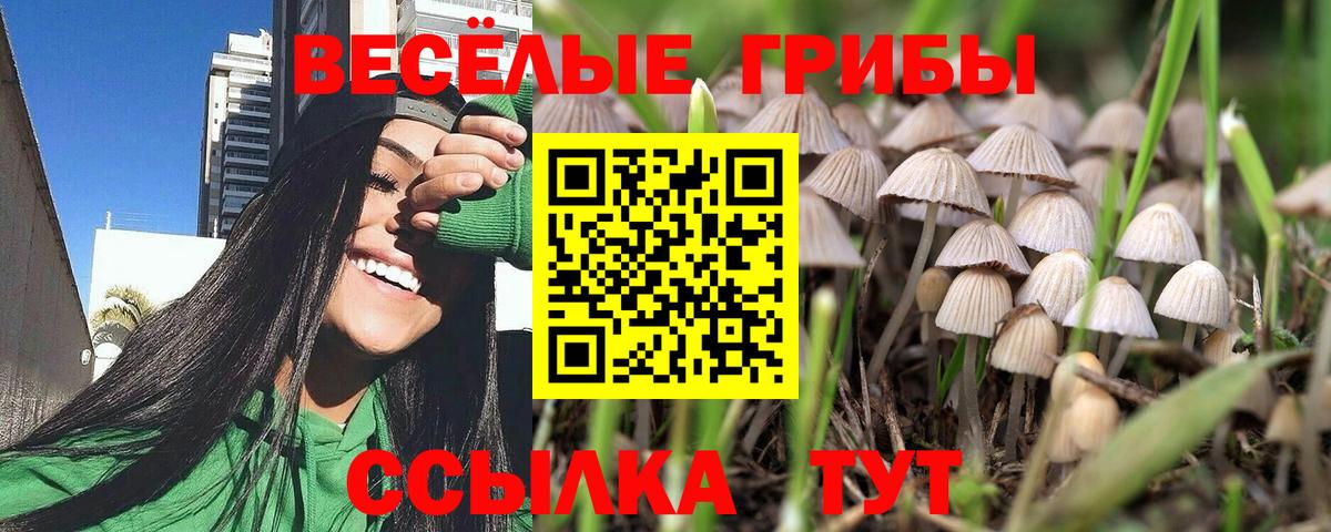 где купить наркотик  Вход с VPN  Галлюциногенные грибы Psilocybine cubensis  Великий Новгород  Галлюциногенные грибы прущие грибы 